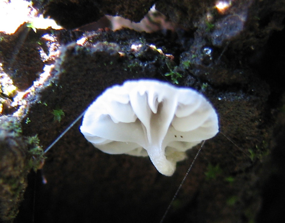 piccolissimo fungo bianco